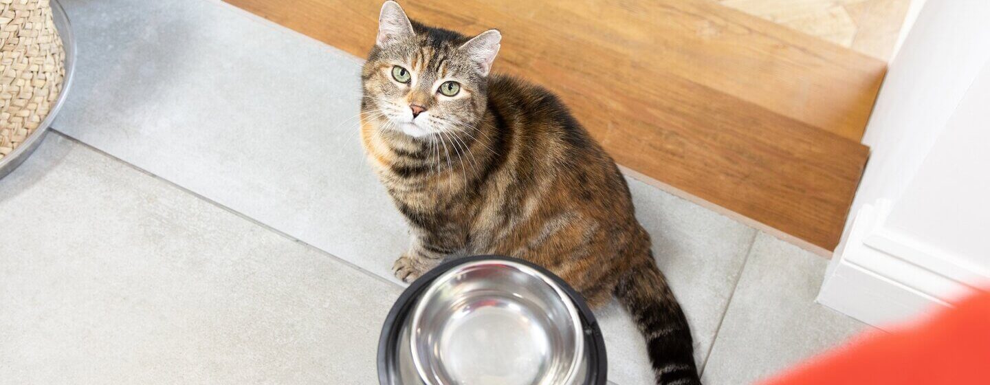 Cat eating clearance bread